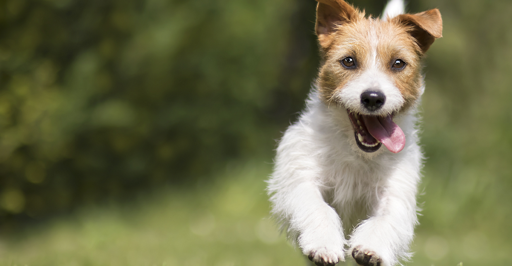 Looking for a Natural and Plant-Based Solution for your Next Pet Supplement?