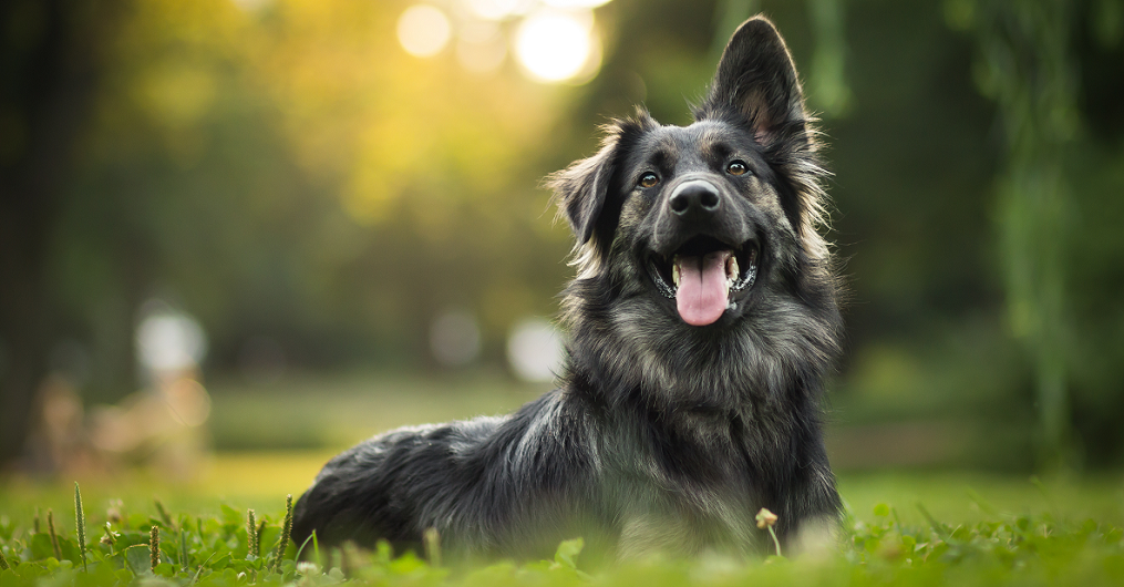 Discover GOtab® for Pets Benefits