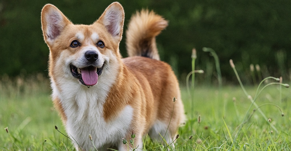The Researched Postbiotic for Pets