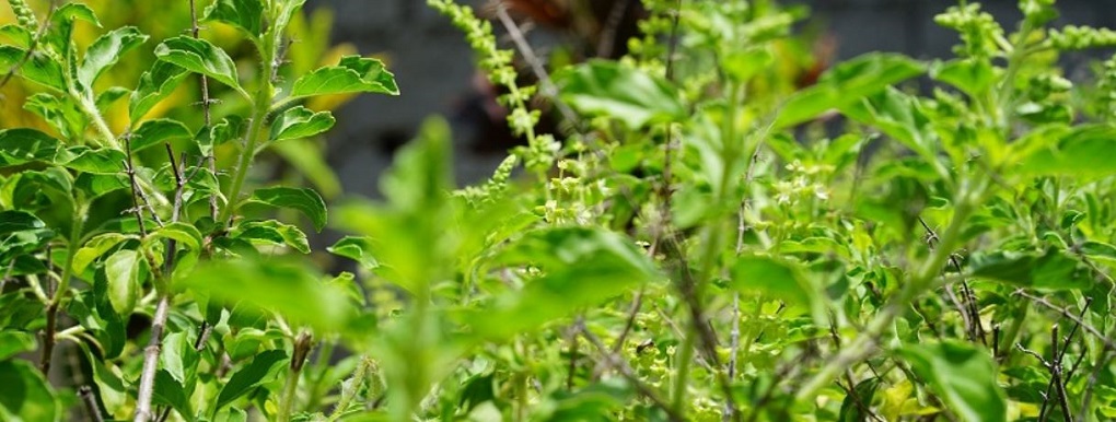 Plant Based Signature Ingredients