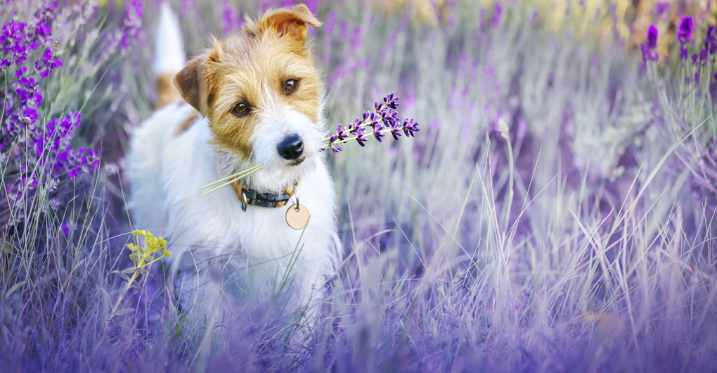 Natural Iodine for Pet's Well-being