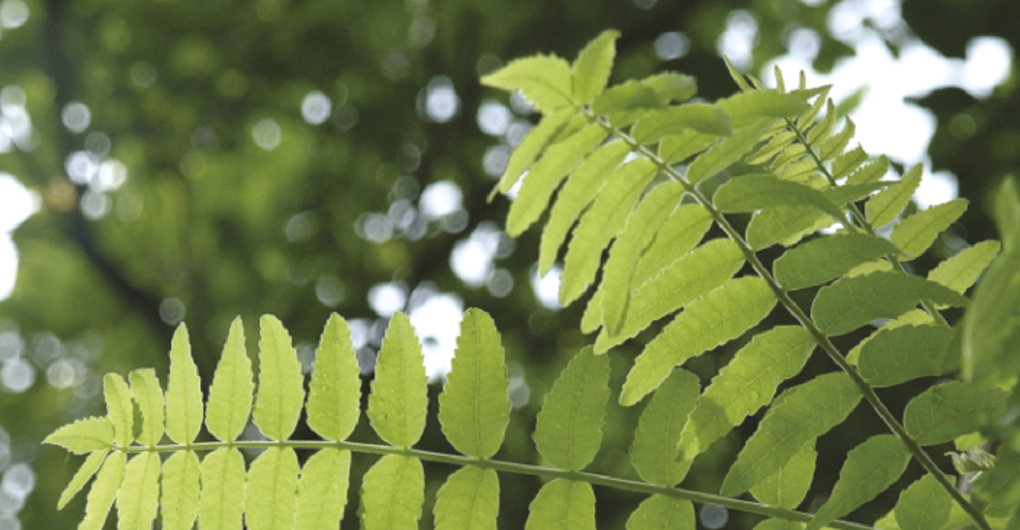 Discover the Benefits of Wokvel®