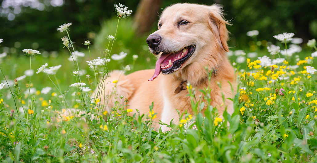 Looking for a plant-based solution for our next Pet food supplement?