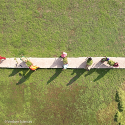 Sustainability Highlight: Bacognize® Bacopa