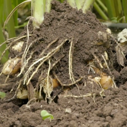 Longvida® Optimized Curcumin: A Sustainable Journey