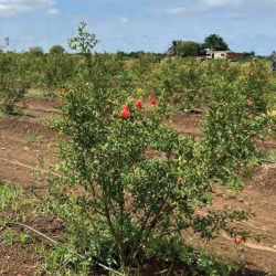 Pomella® Pomegranate: Sustainability in Action